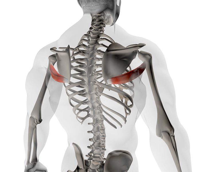 Muscle 4 Grand Rond Tirage Vertical Prise Serrée : Comment faire ? + Muscles